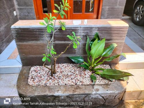 two plants in a rock bowl with gravel at Bito Homestay 