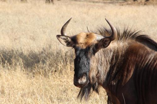 un animal con cuernos de pie en un campo en Rustic Stone Lodge, en Thabazimbi