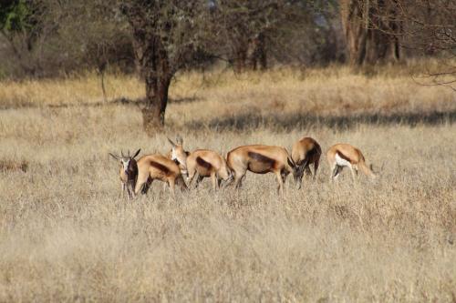 un grupo de antílopes parados en un campo de hierba alta en Rustic Stone Lodge, en Thabazimbi