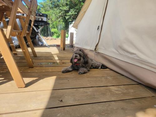 a dog laying under a tent on a wooden deck at COUSCOUS Glamping Manazuru in Manazuru