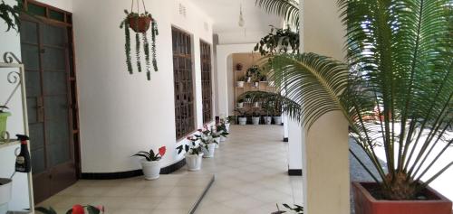 mamacollins homestay