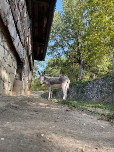 a donkey standing on the side of a building at "il Casaletto" Agriturismo Moderno, Vista Panoramica e Cibo Spettacolare- Scurcola Marsicana in Scurcola Marsicana