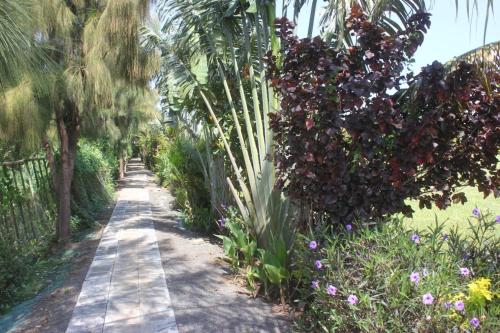 uma plantação com palmeiras e uma estrada de terra em Balmoral Beach Hotel Kisumu em Kisumu