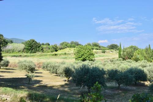 une rangée d'oliviers dans un champ dans l'établissement Family house 10 mn walking distance from Lourmarin, à Lourmarin