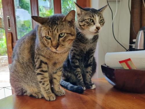 two cats sitting on top of a table at Hello Sichang Bungalow in Ko Si Chang