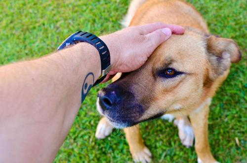 a person is petting a brown dog on the grass at Cabana Casa Enxaimel in Picada Cafe
