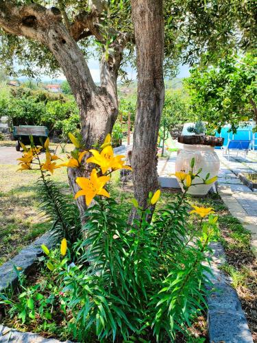 a bunch of yellow flowers in front of a tree at Il Limoneto di Leo in Mascali