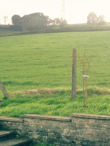 a field of green grass with a fence and a tree at Newbrea Room 2 in Axminster
