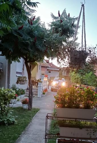 a tree in a yard with a car in a driveway at Apartman "Dom Stankovića" in Pirot