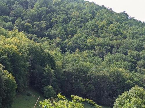 a lush green hillside with trees and a river at Source Nature in Le Mas-dʼAzil