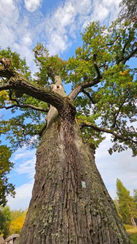 a large tree with a sky in the background at Kotula in AdamÃ³w