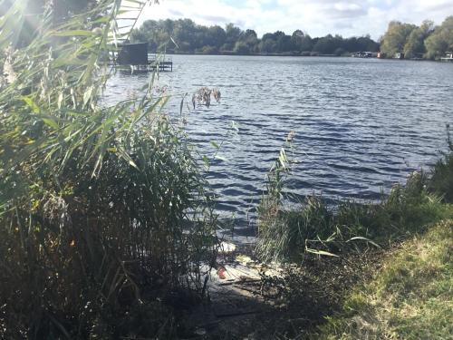 two dogs swimming in the water in a lake at Suite Couture in Ernestviller
