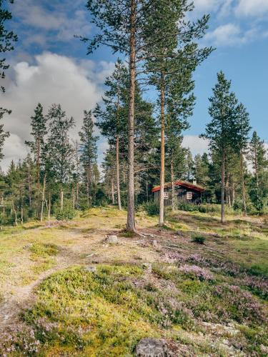 a tree in the middle of a field with a house at Ryen Hytteutleie - Cottages in Røros