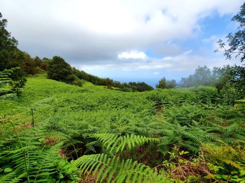 a field of ferns on the side of a hill at Canarian House Casa Esther in Icod de los Vinos in Icod de los Vinos
