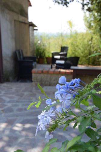 a bunch of blue flowers in front of a patio at Da Poldino in Borgo a Buggiano