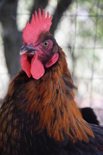 a rooster with a red head and a comb at Da Poldino in Borgo a Buggiano