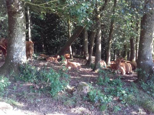 a group of cows laying in the shade of trees at Gîte de charme rénové avec cheminée, terrasse et proche randonnées - Capacité 13 pers. - FR-1-410-179 in Saint-Léonard-des-Bois