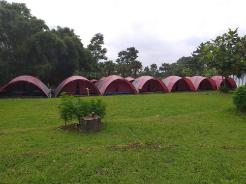 a group of tents in a field with trees at Camp Bukit Biru Kalimantan 