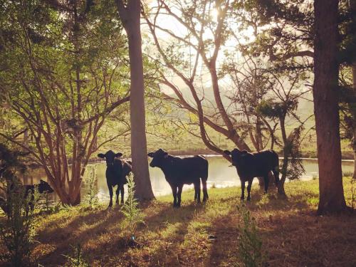um grupo de vacas na relva perto de árvores em Terania Creek Retreat Cabin 2 - The Channon em Whian Whian