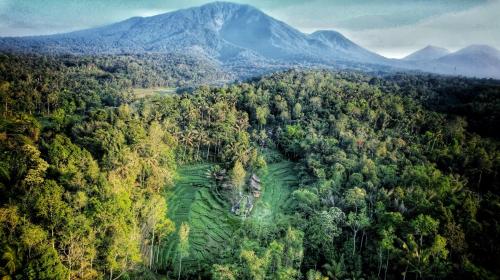 an aerial view of a forest with mountains in the background at Oemah Tepi Sawah in Jatiluwih