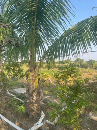 a palm tree in the middle of a field at Mango Mist Farm Stay in Tuljapur