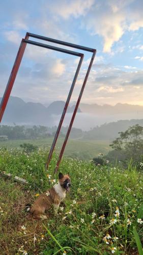 a dog laying in the grass in a field at Inh La Home Pu Luong in Pu Luong