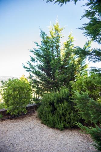 a group of pine trees in a garden at Villa Eleftheria, Lakithra - Spacious luxury villa with pool and stunning views in Lakithra