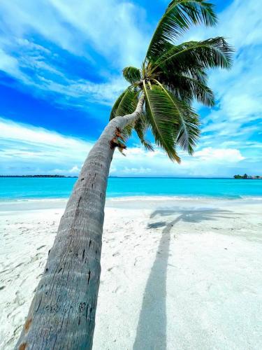 a palm tree on a sandy beach with the ocean at Wind Breeze Sunset View Inn in Guraidhoo