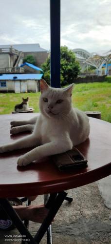 a white cat sitting on top of a table at Chentien Changkuang Homestay in Changbin