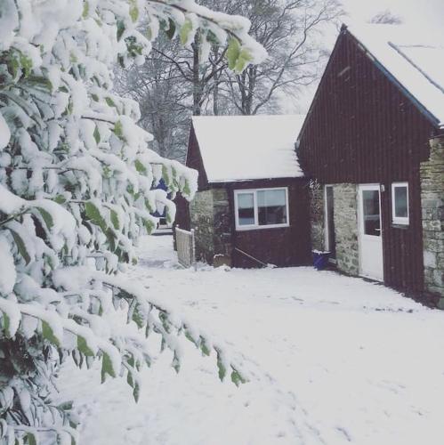a house covered in snow with a snow covered tree at Y Boidy Bach in Llangrannog