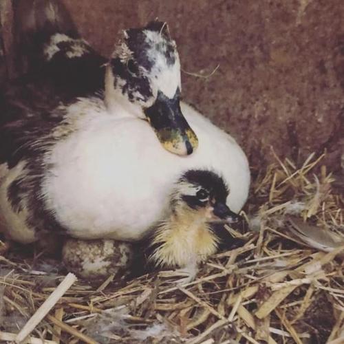 two baby ducks sitting in a pile of hay at Y Boidy Bach in Llangrannog