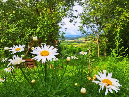a field of white flowers in the grass at Kokotova hiža in Gornja Konjšćina