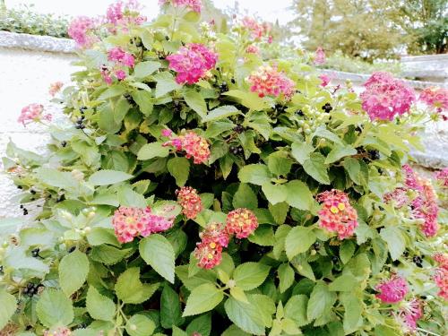 a bush of pink flowers in front of a wall at Casa dos Quatro Irmãos in Gouveia