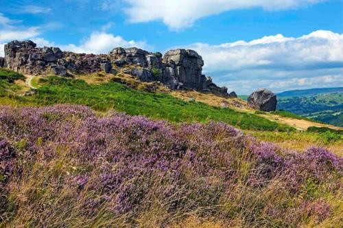 a field of purple flowers on a hill with rocks at The Old Middle School Addingham in Addingham