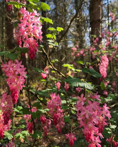 a bunch of pink flowers on a tree in a forest at The Old Postie Bed & Breakfast in Annesley