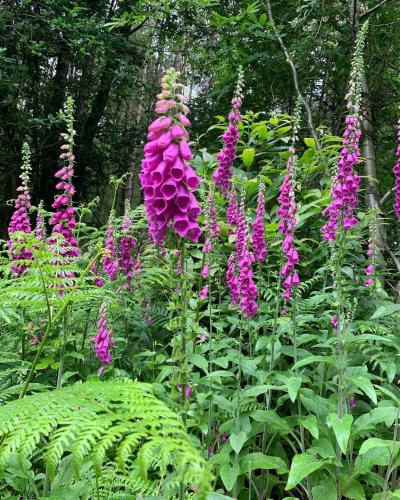 a bunch of purple flowers in a garden at The Old Postie Bed & Breakfast in Annesley