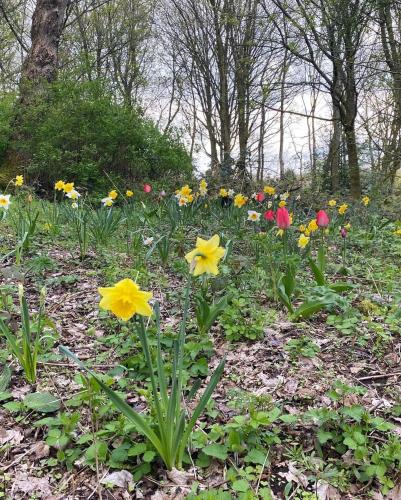 a bunch of flowers in a field with trees at The Old Postie Bed & Breakfast in Annesley