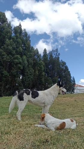 a dog standing next to a dog laying in a field at Camping Las Acacias in Guatavita