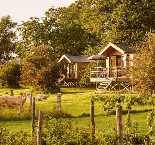 une vache debout devant une maison dans l'établissement Boutiquehotel & Tiny houses PLEK17, à Milsbeek