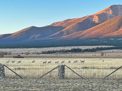 a herd of animals in a field with mountains in the background at Buena Vista Mountain Retreat - Ultimate Privacy with Spa & Unbeatable Views in Buena Vista