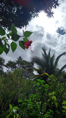 a red flower on a tree with a cloudy sky at Vista Alta Ecolodge Bahia Drake in Drake
