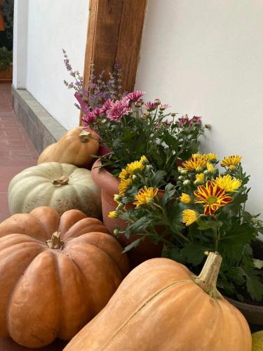 a group of pumpkins sitting next to some flowers at Къща за гости ЗЕЛЕНА in Vinogradets