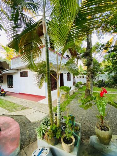 a group of palm trees in pots in front of a house at The River Villa in Talpe