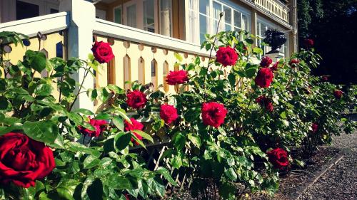 a bush of red roses in front of a house at Fridhems Pensionat in Visby