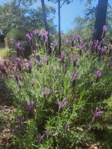 The Lavender Patchにある庭