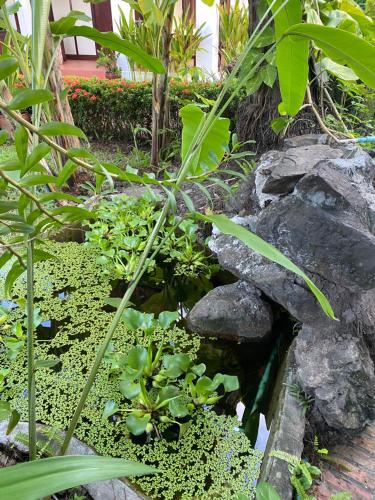 a garden with a pond with plants and rocks at Luang Prabang Residence & Travel in Luang Prabang