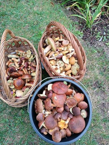 three baskets filled with different types of mushrooms at Pokoje u Izy Stare Kiejkuty in Szczytno