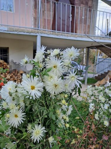 a bunch of white flowers in front of a building at Tamara B&B in Dsegh
