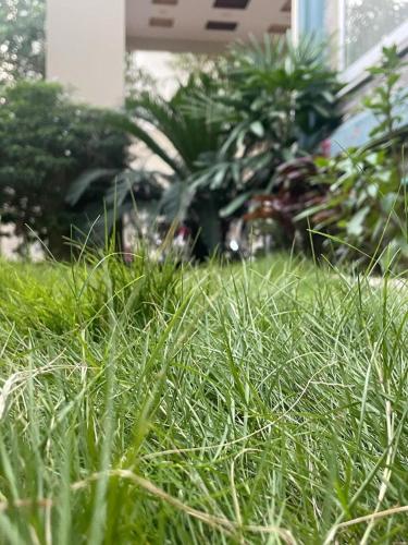 a field of tall green grass in a yard at Warraich villa gt raod gujrat entire in Gujrāt