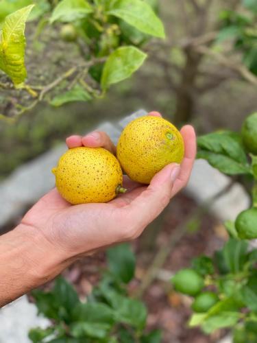 a person holding two lemons in their hand at CASA do CAMPO Lestrove in Padrón